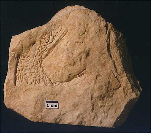 Specimen 960GF20.1