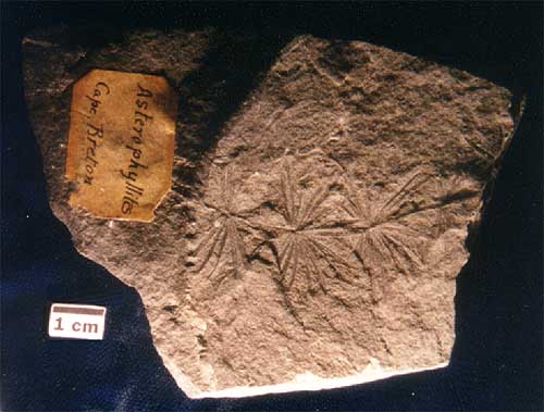 Specimen 967G10.37