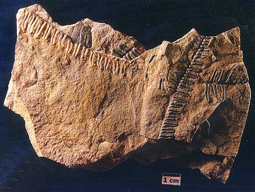 Specimen 967G16.6