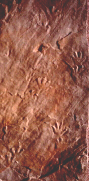 Amphibian Footprints