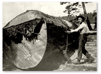 Denman Island Logger (70kb)