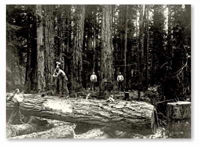 Denman Island Logging Team (83kb)