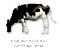 Cow (10kb)