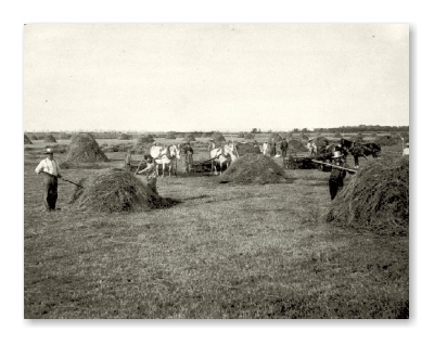 Harvest Time - Hay, You!