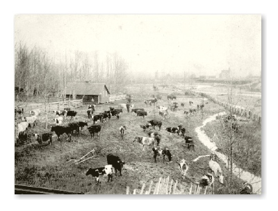 Wells Farm, Chilliwack - milking time?