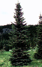 Image of the Subalpine fir tree.