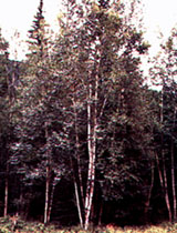 Image of Paper Birch tree.