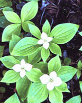 Image of Bunchberry plant.