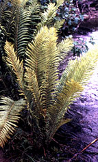 Image of the Ostrich fern