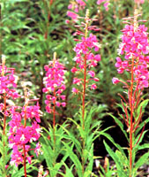 Image of fireweed plant.