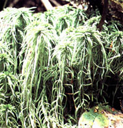 Image of Green Peat moss