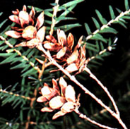 Image of Western hemlock.