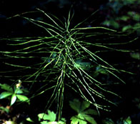 Image of Common Horsetail.