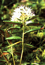 Image of Labrador tea plant.