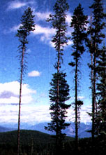 Image of Lodgepole pine tree.