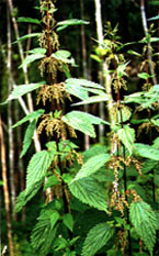 Image of Stinging nettle plant.