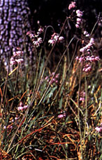 Image of the Nodding Onion