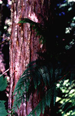 Image of the Western redcedar