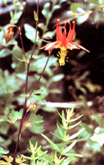 Image of Red Columbine.