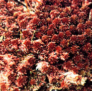 Image of Red Peat moss