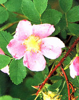 Image of Prickly rose in bloom.