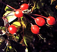 Image of Prickly rose hips.