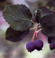 Image of Saskatoon plant.