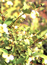 Image of Common snowberry.