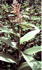 Image of the False Solomon's-seal plant.