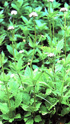 Secondary image of the Marsh Valerian.