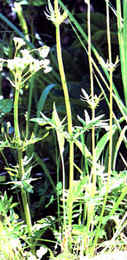 Image of the Marsh Valerian.