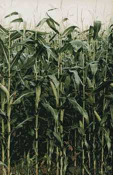 Close-up of corn plants. (17kb)