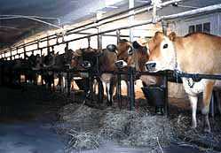 Cows in modern barn. (9,5kb)