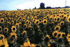 Sunflower field. (11kb)