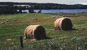 Round hay bales. (64kb)