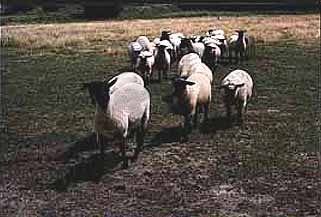 a herd of sheep prance through a field. (64kb)