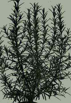 Close-up of rosemary plant. (20kb)