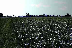 Soybean field. (12kb)