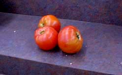 tomatoes. (64kb)