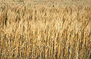 a crop of wheat. (64kb)