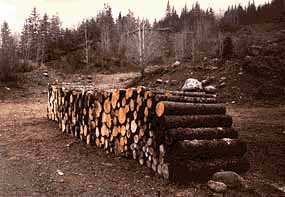 Stack of firewood. (12kb)