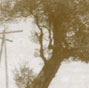 Saule géant