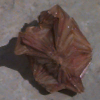 Pyrophyllite Sample