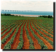 Potato Field