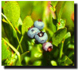 Wild Blueberries