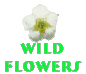 Wildflowers Button