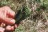 Pine Grass Thumbnail Button