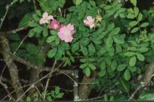 Nootka Rose