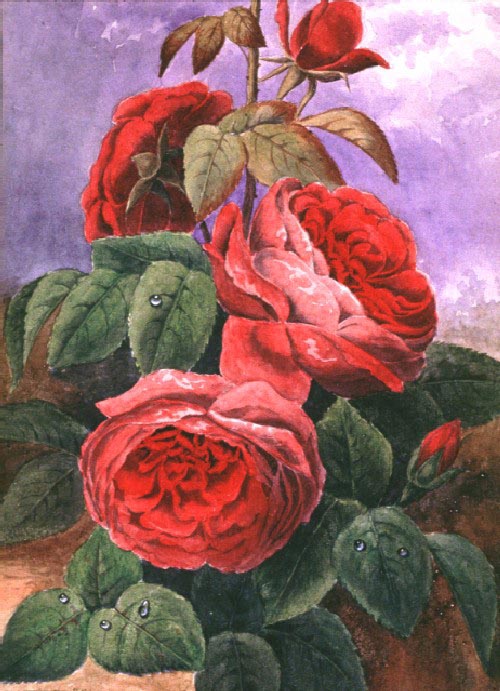 Red Roses (n.d)