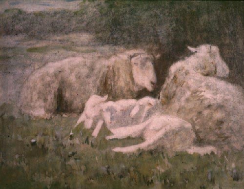 Sheep Resting (n.d.)